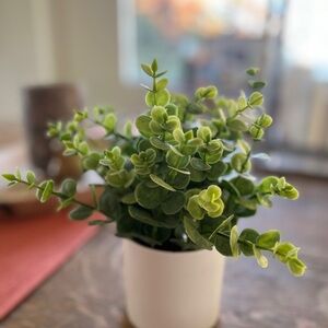 Faux eucalyptus Plant in White Pot
